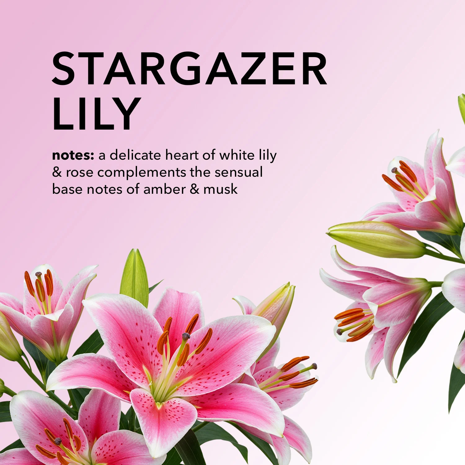 Stargazer Lily Goat Milk Body Lotion - Image 4